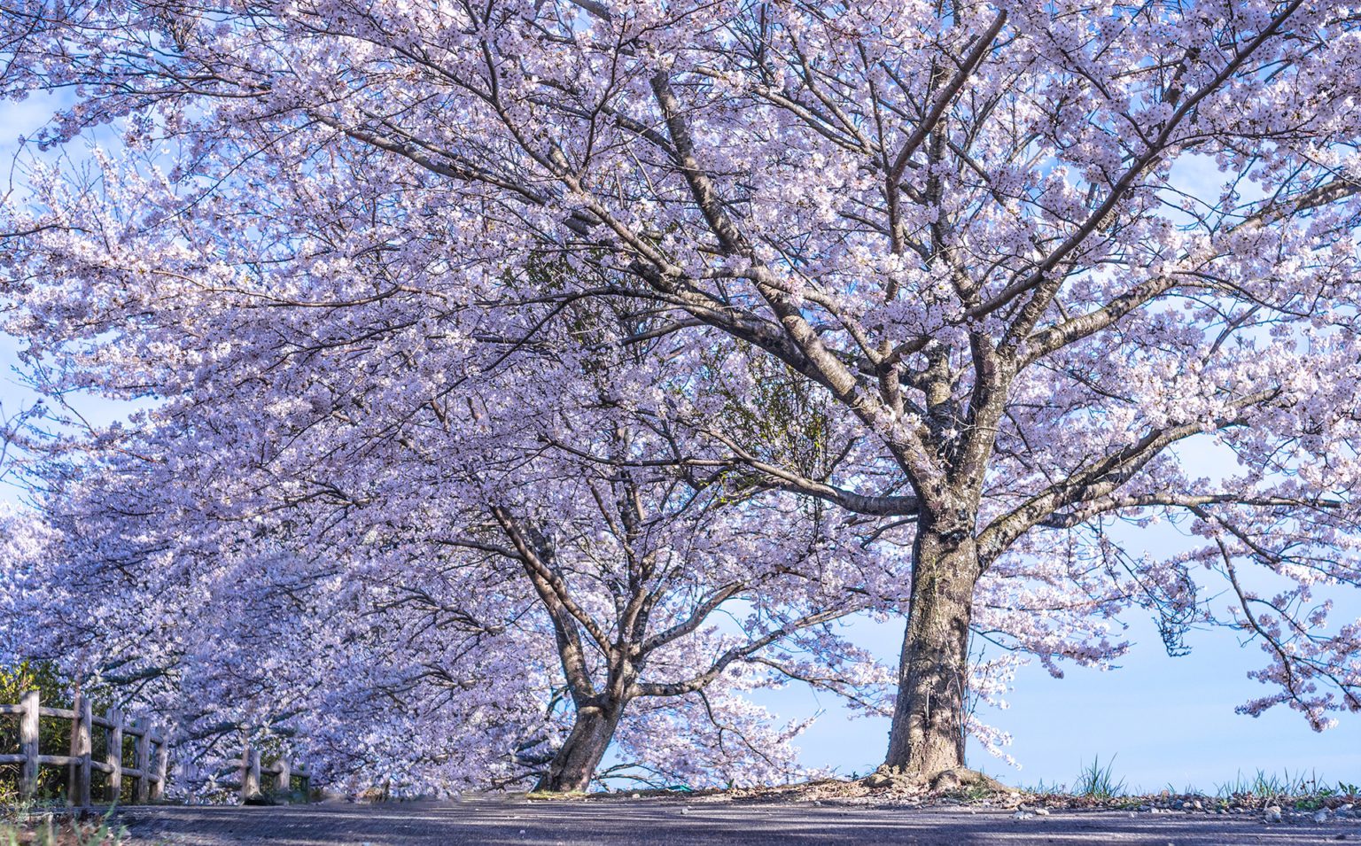 桜の木とは?サクラ材はどんな木材?特徴や値段について解説!